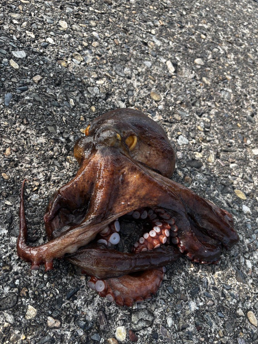 dabuchannel's tweet photo. 蛸釣り教えてもらって🐙頂きました🤤
次はなにで食べようかし？ https://t.co/SX9Ev48O1X
