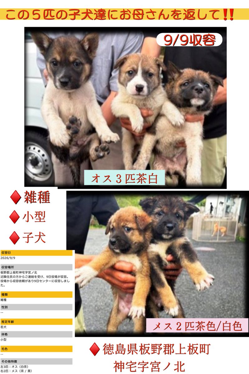 Rubylov65969168's tweet photo. 🆘徳島県動物愛護管理センター🆘

🚨 この子犬達は何も知りません‼️🚨

近隣住民の連絡により 保護をしに行ったこの地域管轄の役場に経緯を確認しました

母犬と５匹の子犬達は寄り添って一緒に
居たそうです
そこへ突然 人間が数人来たら……
母犬は驚き逃げてしまったそうです

役場の人達は子犬だけを連れ帰り
徳島県センターに収容されました‼️
昨晩から母犬は死にものぐるいで
我が子達を探していると思います‼️
母犬の気持ちを思うと涙が出ます

母犬と子犬達が こんな形で離ればなれになってしまった事が悲しくてたまりません

お母さんに会いたいよね……

5匹全員が生きてここを出られますように🙏
どうか拡散のご協力をよろしくお願い致します🙇‍♀️

https://t.co/bqCFv4WtdS