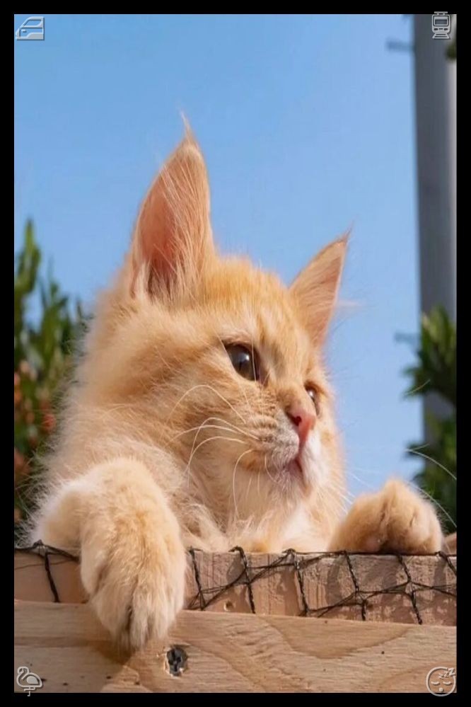 Juhtuitta's tweet photo. 📚A cat begins to purr as it is stroked. Eventually, the squirrel dashes off, vanishing among the branches. I rise to my feet, extending my legs, and begin making my way back down. Going down is less strenuous, so I move slowly, savoring the amber foliage and the well-known view https://t.co/jNVnlid94a