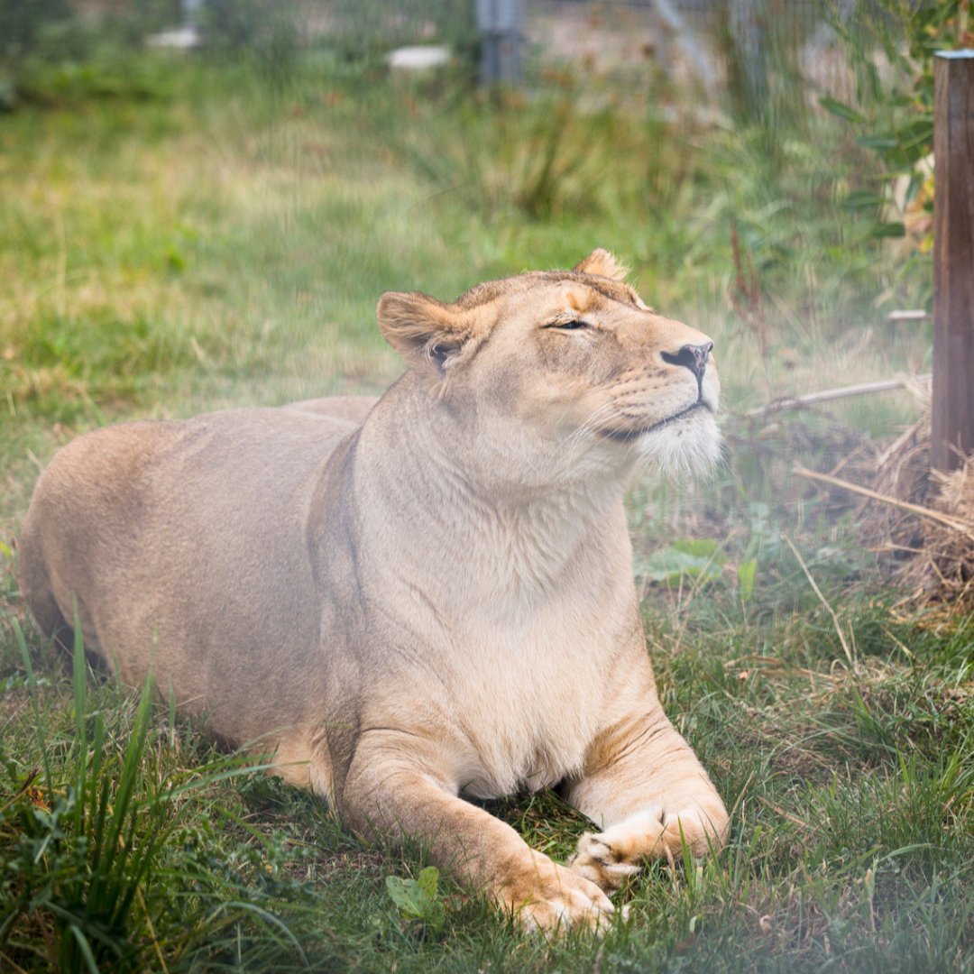 fourpawsint's tweet photo. A new chapter for Zora &amp; Mero 🐾🦁

At FELIDA Big Cat Sanctuary, lioness Zora and lion Mero have been introduced in neighbouring enclosures, and we're encouraged by the positive signs so far.

Every step counts, and our team will continue putting their wellbeing first. 🧡 https://t.co/Eo2LMVFKhF
