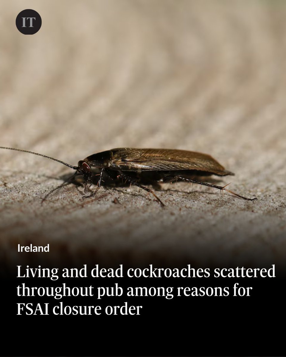 IrishTimes's tweet photo. Living and dead cockroaches scattered throughout a pub and a live rodent spotted running across the floor of a cold room were among the reasons the food safety watchdog issued closure orders last month.

An inspector who visited Darkey Kelly’s noted “evidence of cockroach activity throughout the bar” including dead cockroaches and live ones seen walking across the floor behind the bar.
https://t.co/CAfnqvl6Zy