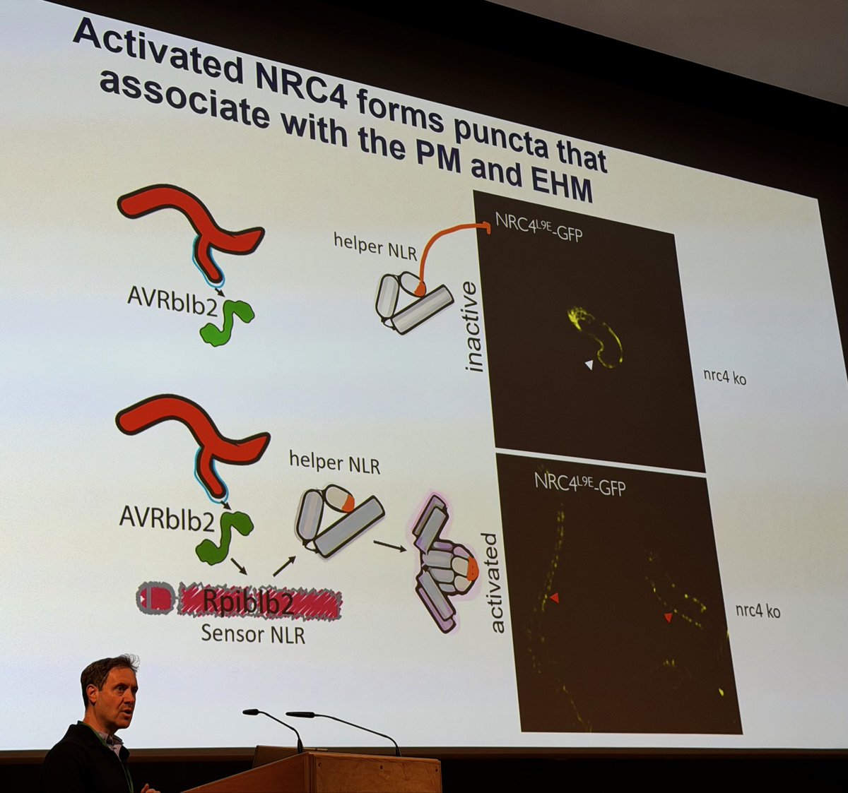 KamounLab's tweet photo. #BSPP26 #PPATH2026 @BS_PP
Tolga Bozkurt @Tolga_Bzkrt highlighting the subcellular dynamics of helper NLRs before and after activation https://t.co/9rTKW6nelH