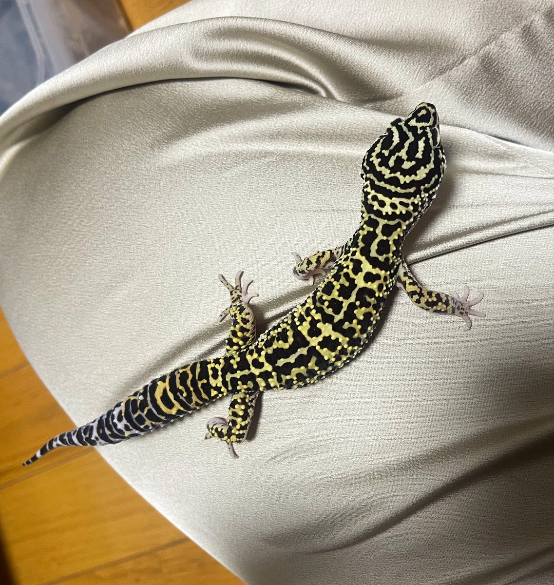 yukyaijuuu's tweet photo. もうすぐゲコマ🦎✨
24生まれのアフガニクスたちです！
1枚目は去年のレオパ フェスでゲコマ賞いただいた子です。非売ちゃんですが連れて行こうと思います😎
24、25CBアフガニクスフルメンバーで待ってますので見に来てくださいね〜
#GeckoMarket https://t.co/OkaaWZbq0h