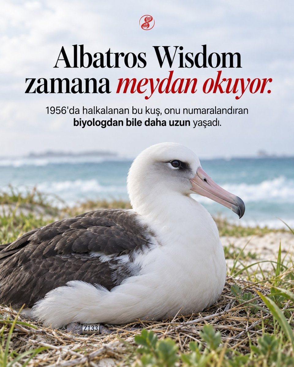 evrimagaci's tweet photo. Wisdom adlı albatrosun bacağına o metal halka takıldığında yıl 1956'ydı. Yıllar içinde eşleri yaşlanıp öldü. Onu numaralandıran biyolog bile hayata veda etti. Fakat 70'lerini deviren Wisdom, okyanusları aşıp her mevsim o adaya dönmeye ve kuluçkaya yatmaya devam ediyor. https://t.co/EhZgd2Znwa