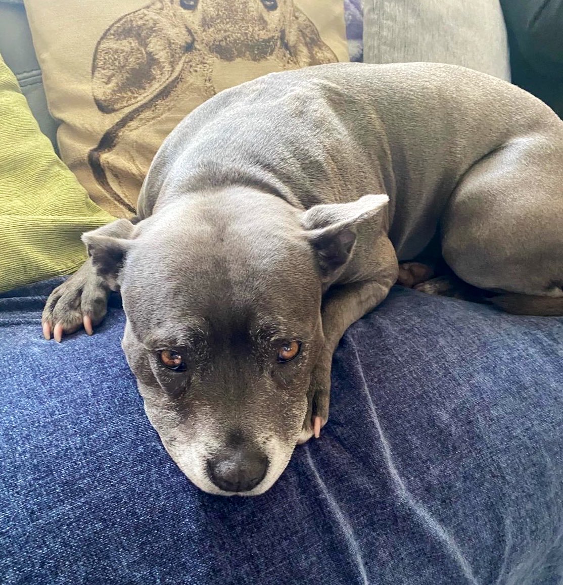 IsaMary2021's tweet photo. Mum’s coming home today. I’m waiting patiently ❤️❤️
#IsaMary #CuteDogs https://t.co/hmLFAv5Xmi