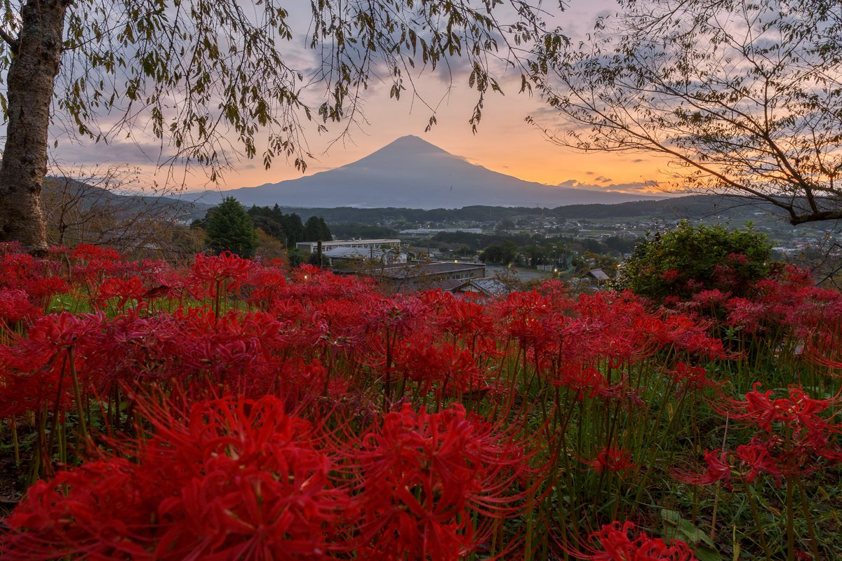 3m1ek's tweet photo. 夜明けの富士山と彼岸花が幻想的 https://t.co/9x0u1Wvp3I