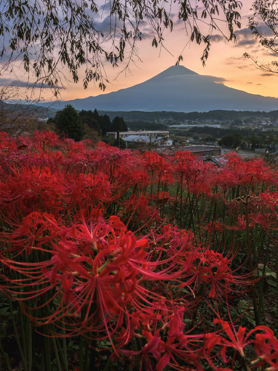 3m1ek's tweet photo. 夜明けの富士山と彼岸花が幻想的 https://t.co/9x0u1Wvp3I