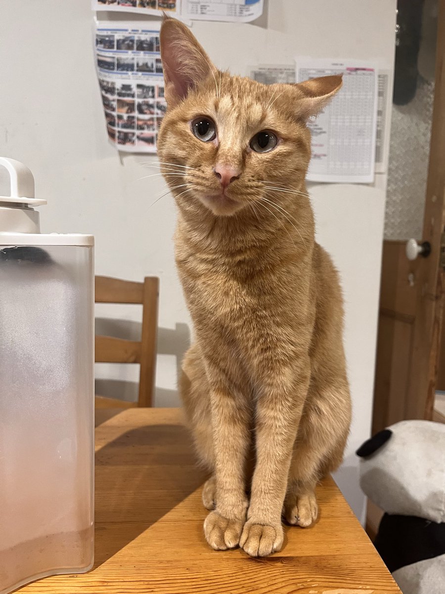 YtvzVUV377sK3Ey's tweet photo. #迷い猫　#練馬区　#南大泉　#迷子猫　#拡散希望
【再投稿】
8/23明方に脱走したとおもわれます。
東京都練馬区南大泉1丁目のマンションより脱走しました。
チャトラのミル太（白い部分のないチャトラ）雄です。首輪はつけていません！！
見かけたら方いらっしゃいましたら、ご連絡ください！！ https://t.co/KxRwoGWQmO