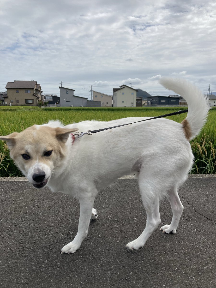 oturucyan's tweet photo. 久々の晴れ間にお散歩🐕
ゆっくりすることなかったから、気づかぬうちに、こんなに稲穂が実ってたのね🌾 https://t.co/hBEp3iasYX