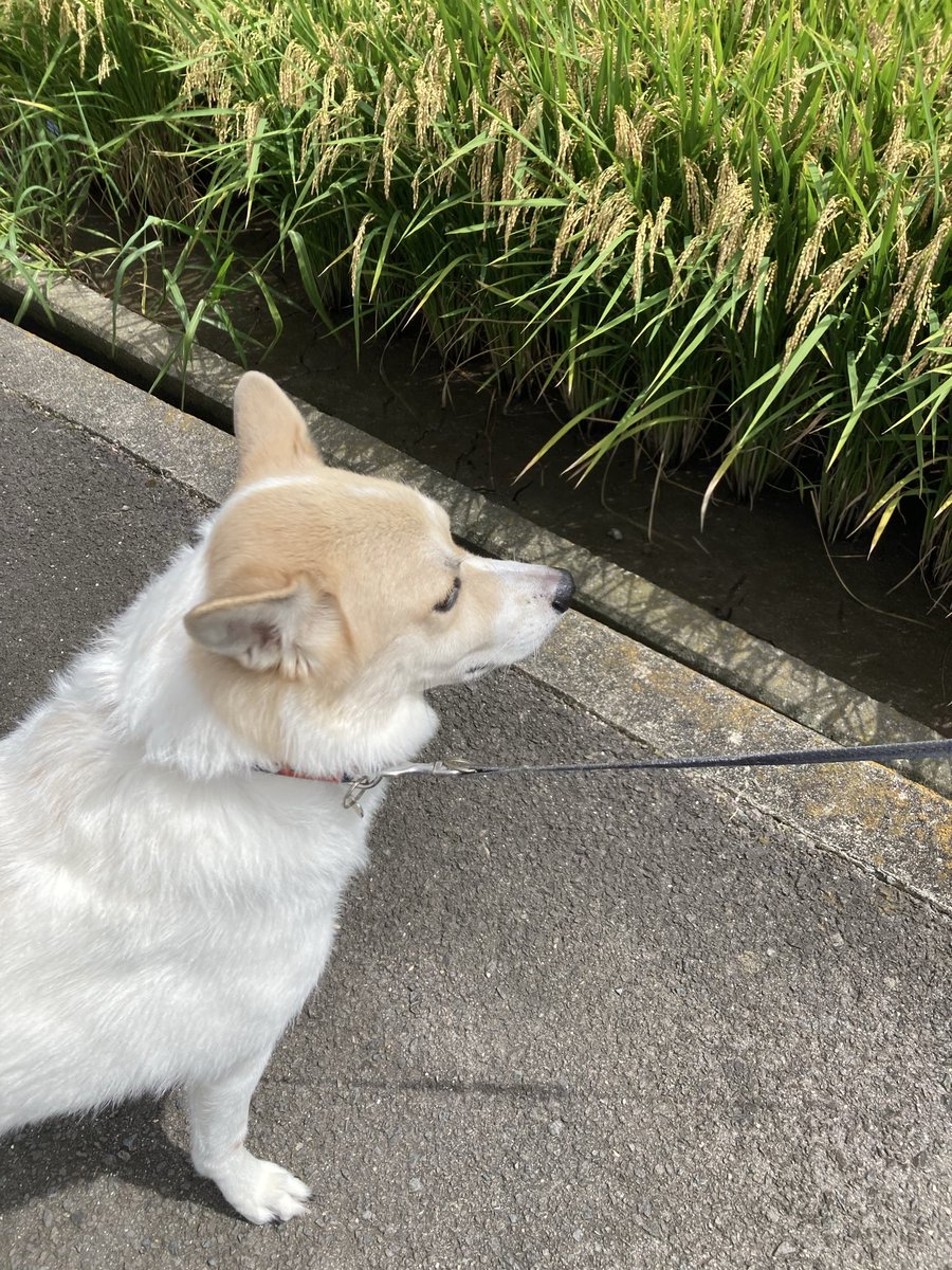oturucyan's tweet photo. 久々の晴れ間にお散歩🐕
ゆっくりすることなかったから、気づかぬうちに、こんなに稲穂が実ってたのね🌾 https://t.co/hBEp3iasYX