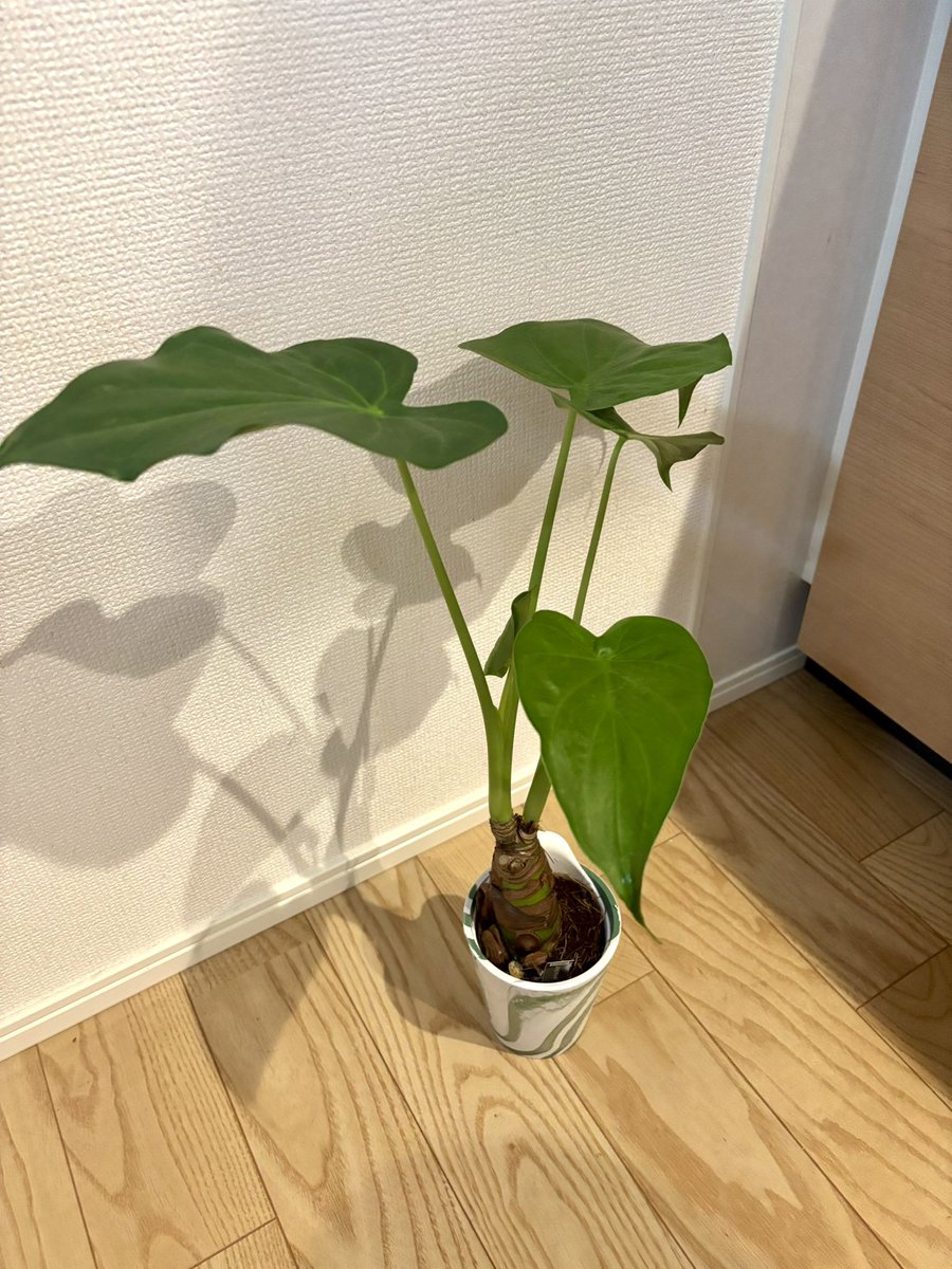 honami_sugimoto's tweet photo. 新入りのシマクワズイモちゃん
アロカシア属の大きくてペトっとした葉っぱが好き
いつか見つけたら家に迎えいれようと思ってたところなんとおつとめ品コーナーに！！
ついついお迎えしちゃったよね🤭 https://t.co/oZSEFQ32nM