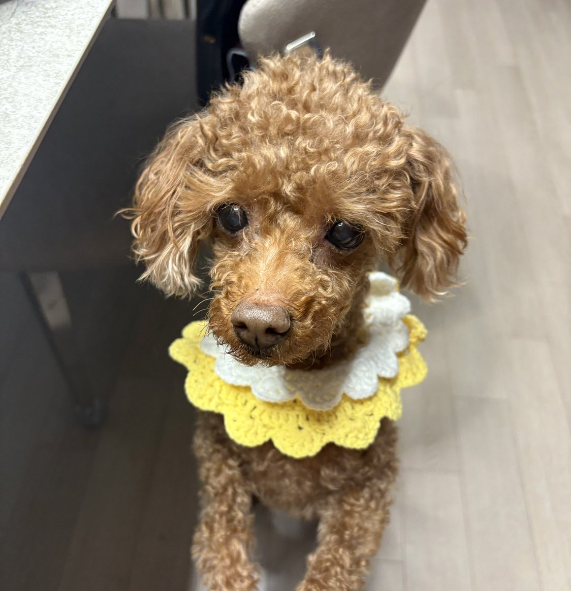 eunwithyarn's tweet photo. 안녕하세요.
대바늘, 코바늘로 이것저것 뜨고 있어요🧶🪡
같이 뜨개이야기 하고 싶어요..!
흔적 남겨 주시면 찾아갈게요🤍

#뜨친소 #뜨개_트친소 #뜨개트친소 #트친소 https://t.co/7o7o49My9K