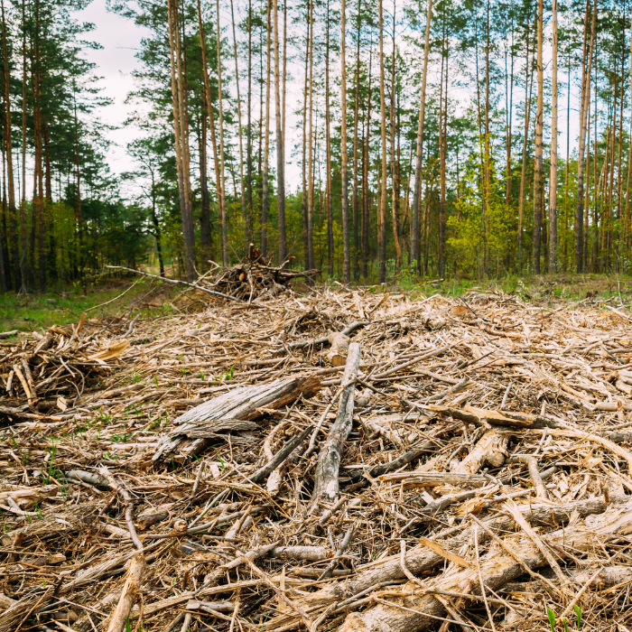 AMAZlNGNATURE's tweet photo. Wood might be rarer than diamonds

Diamonds can form naturally beyond Earth, including inside some planets and in meteorites, but wood has only ever been confirmed on Earth because trees are a product of life https://t.co/IOBuv57f3k