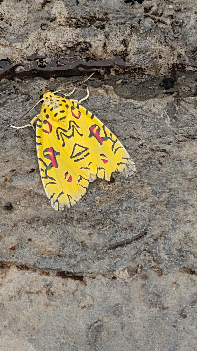 arojinle1's tweet photo. Just saw this Pikachu moth in my house. It's the most beautiful moth I've ever seen in my life. https://t.co/jnF39tUFWK