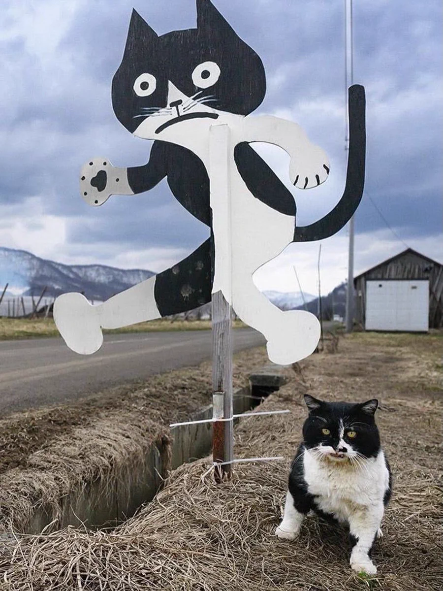 No Cats No Life on X: 