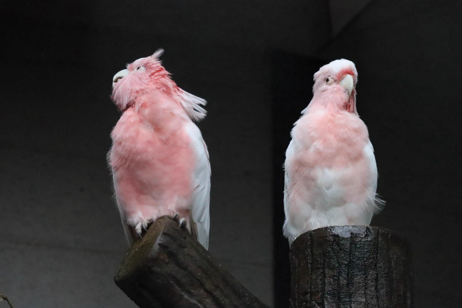 公式】キャンベルタウン野鳥の森 on X: 