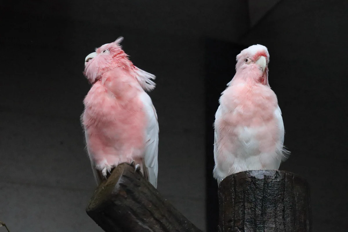 公式】キャンベルタウン野鳥の森 on X: 