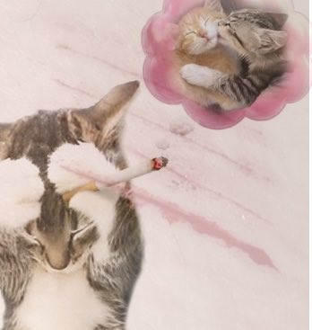 kwv4ce's tweet photo. cute cat all fake sfx #shtwt https://t.co/IBX92pG4qt