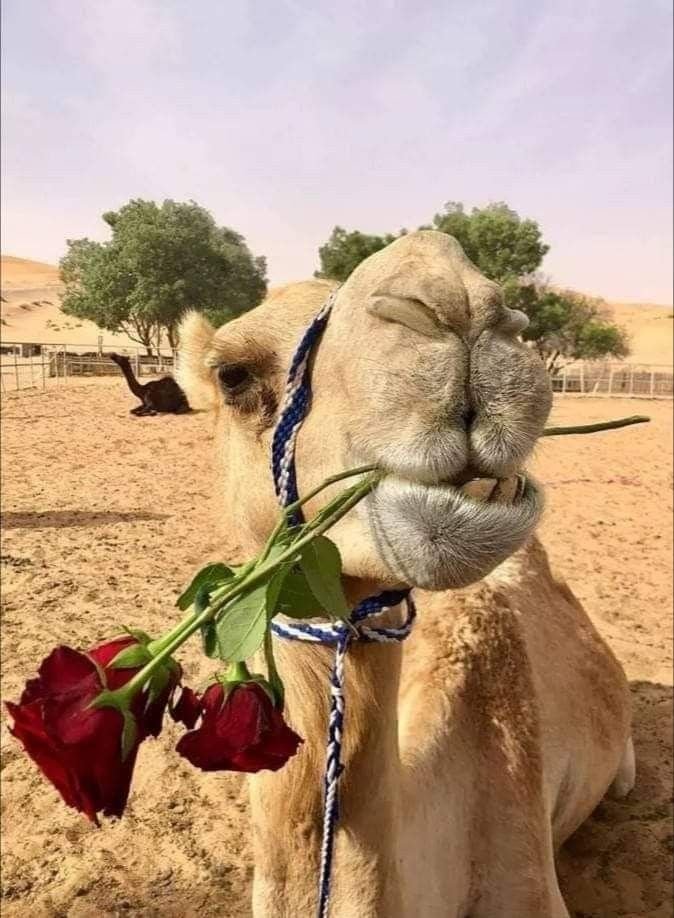 pretty_dokja's tweet photo. @noirllz_0 https://t.co/2xWcBZikYJ