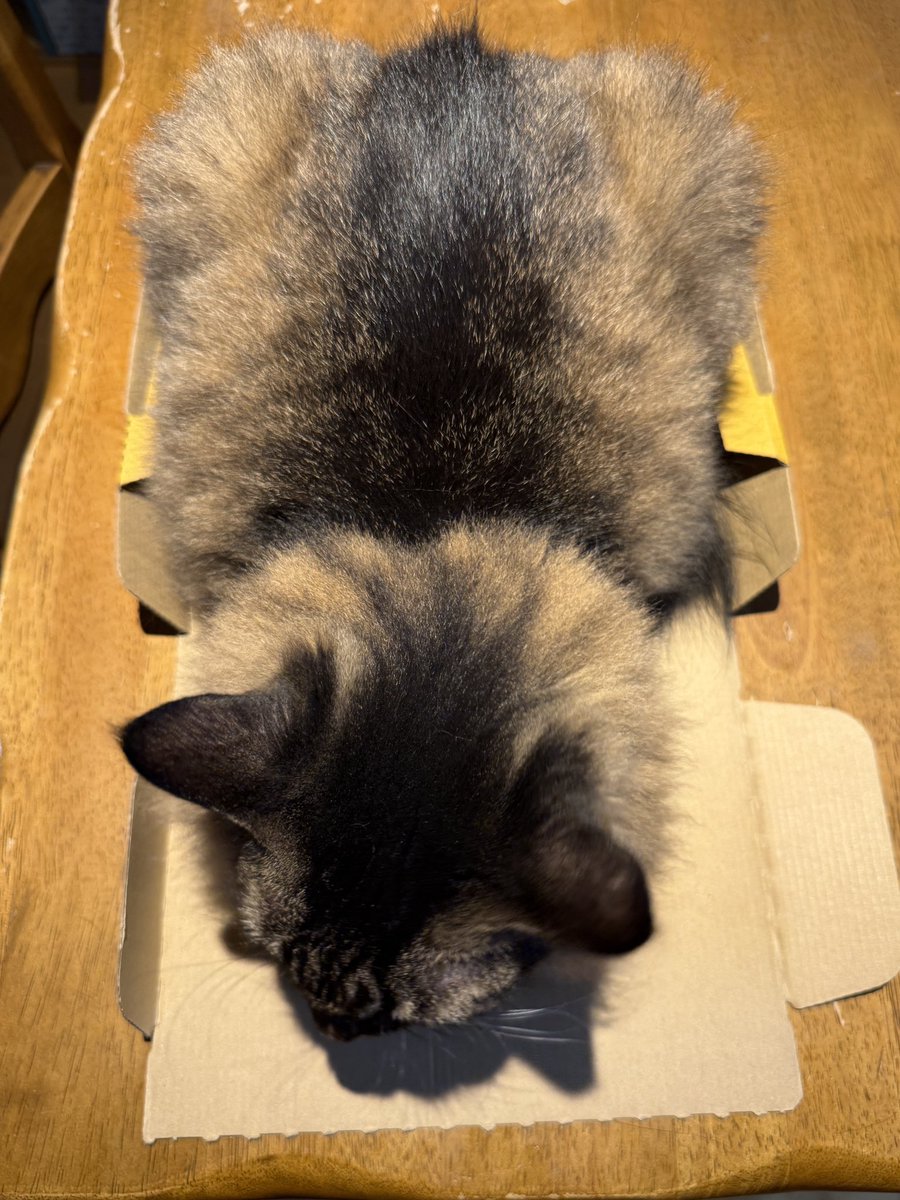 sasashark_27's tweet photo. クイーンが取ってた👑笑

背後に迫り来る影🐈‍⬛
#保護猫
#キジトラ https://t.co/FOZd2vZtKv