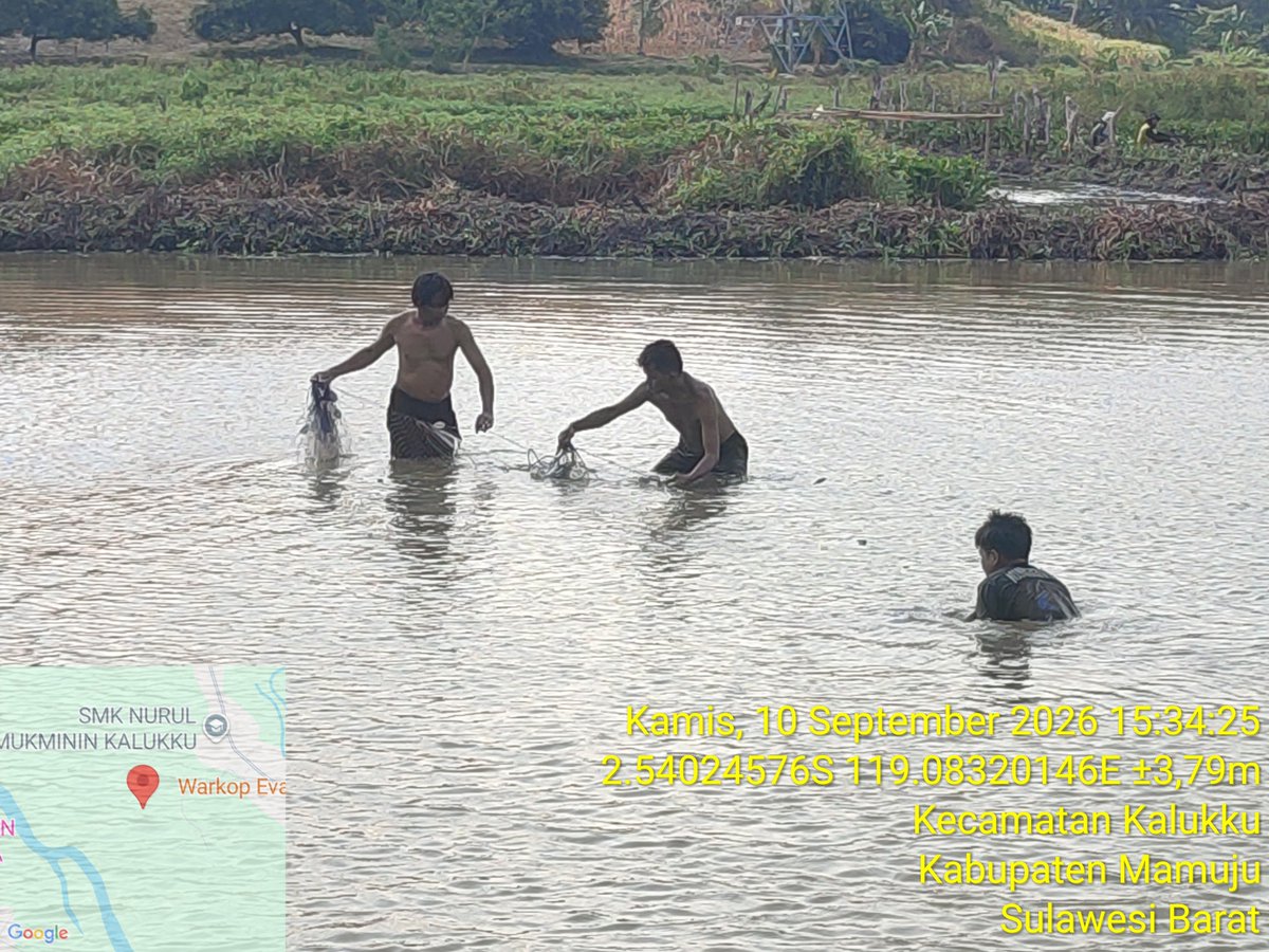 AbrahamMuhiddin's tweet photo. Kamis/10/09/2026 
Kegiatan Panen Ikan Bawal Pada Kolam Ikan Sederhana Milik Ketua Pokdakan Mario dalam Pendampingan Akses Pasar Bersama Bapak Pandu Rata Indah di Dusun Guliling Desa Pokkang Kecamatan Kalukku Kabupaten Mamuju Provinsi Sulbar.
#BPPSDMKP
#satminkalmaros
#puslatluh https://t.co/RCVCj23uol