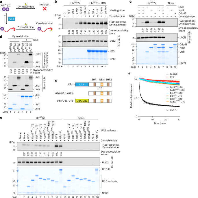 NatureSMB's tweet photo. New online! ATP-independent unfolding of ubiquitin by Ufd1 initiates Cdc48/p97-mediated substrate processing https://t.co/M3lRYCJqkw https://t.co/1zacjuIIAv