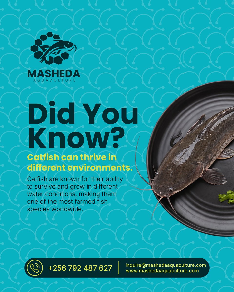 mashedaaquac's tweet photo. Did you know catfish can thrive in different environments?

Catfish are known for their ability to survive and grow in different water conditions, which is one reason they are widely farmed.

This makes catfish farming an important part of aquaculture. https://t.co/FyozpyQk3s