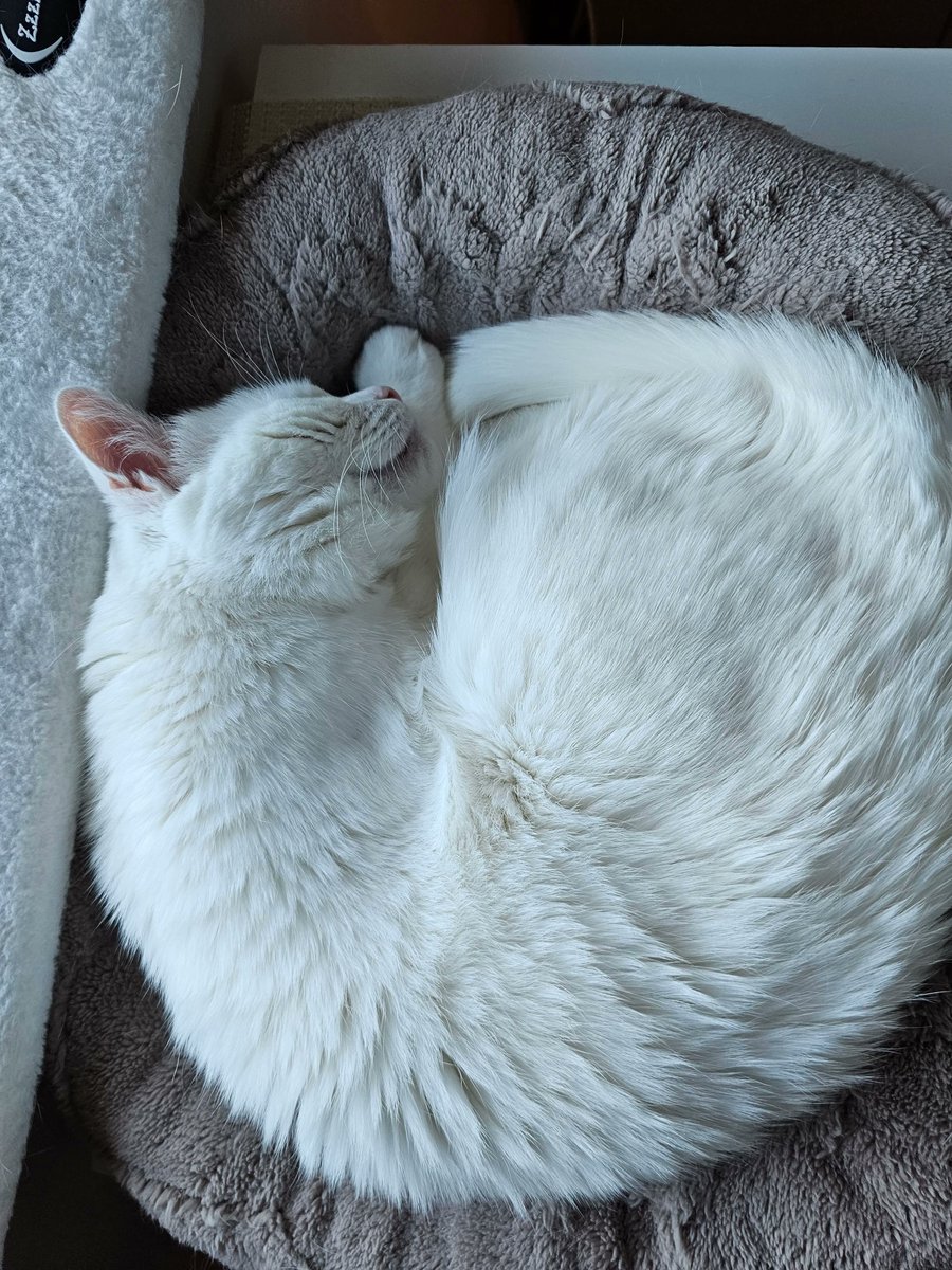 izayoiri_'s tweet photo. Good morning, folks. Its a bit of a curled up type day this morning. It's colder outside after all, curled up is nice!
Hope you all have an amazing day.
#bosscat #catsoftwitter #cat #catsofx #eldenwood #noodlenation https://t.co/TnvmVGQdxT