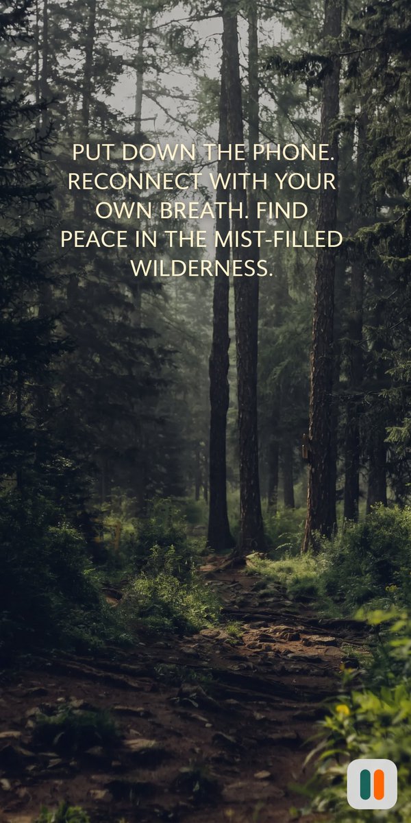 VIlic98732's tweet photo. The forest doesn't rush, yet everything grows. Slow down, step onto the path and let the mist clear your mind. Just breathe. https://t.co/zivFaxpNNU