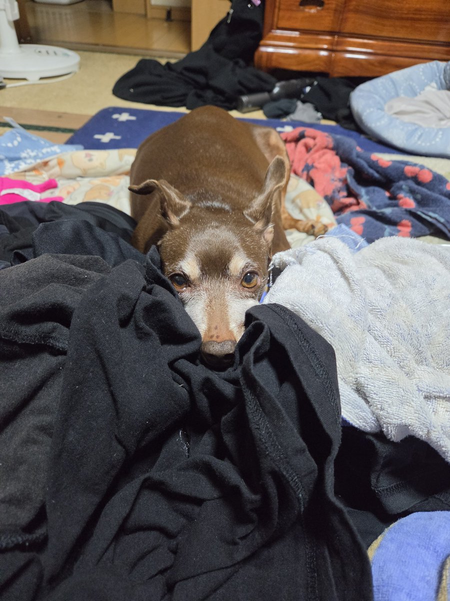 mmmmika05's tweet photo. ハゲちゃん足に良性の腫瘍がうち来た時からあってハゲ治療のかゆみ止めの薬切れてめちゃくちゃ舐めるから病院いってもらって薬と全身麻酔で切除を提案されたみたいだけどばあちゃんだから悩む👨🏻‍🦲 https://t.co/zlN8uK2yx4