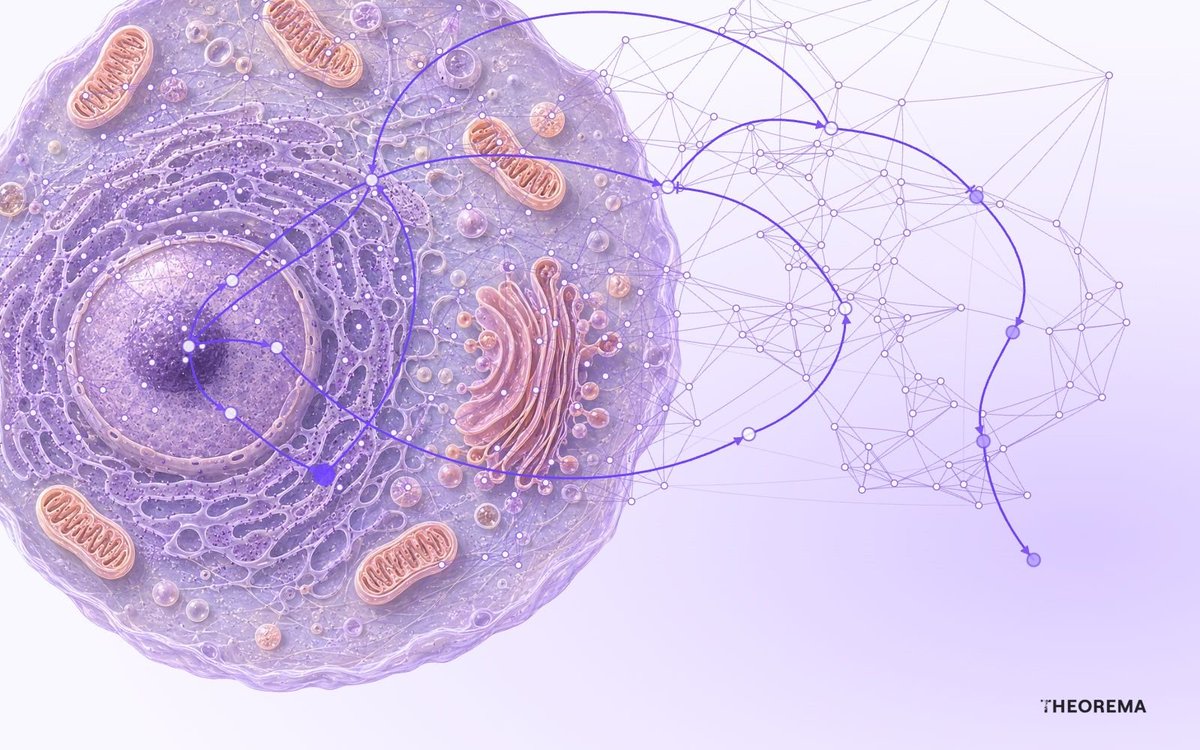 fdousek's tweet photo. We set out to predict how to reverse disease.

Today we’re launching Theorema’s causal disease models:

15 diseases
Trained on data from 100M+ human cells
Found the right cancer drug targets 13.7× more often than chance

Here’s what we’ve built 🧵 https://t.co/sX3284UvLg