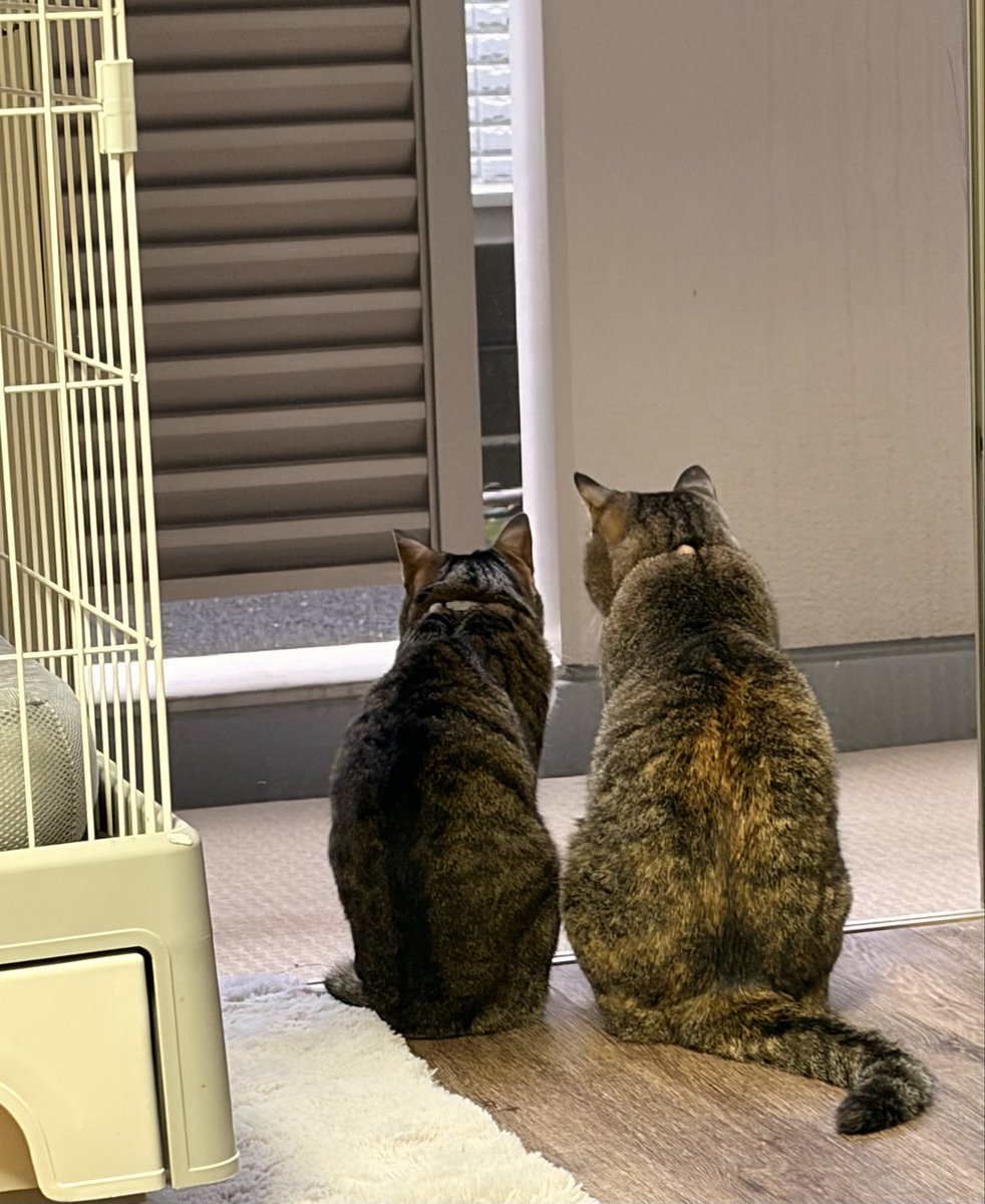 riihayuha's tweet photo. 今日朝起きたら、肌寒かった！
網戸にして、ねこ達も背中で
「寒くなったにゃ」
と語っているかのよう。 https://t.co/gprKmS4IM8
