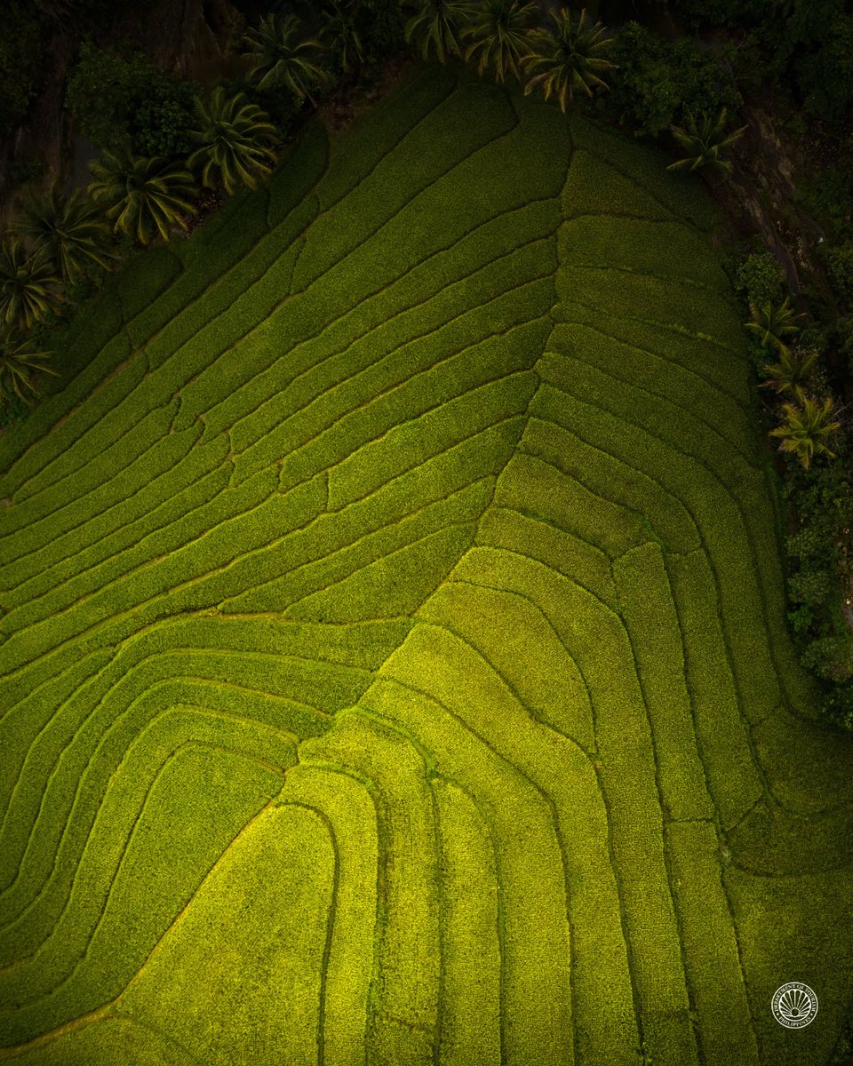 TourismPHL's tweet photo. Nestled in Candijay, Bohol, the Cadapdapan Rice Terraces showcase the beauty and richness of the countryside. Its expansive paddies are nourished by the Cadapdapan River, transforming from vibrant green to golden hues during harvest season. Covering around 193 hectares, the terraces produce both white and red rice, reflecting the community’s enduring agricultural heritage. 🌾

📍Cadapdapan Rice Terraces, Candijay, Bohol

Ready to see it for yourself? Plan and book your next Bohol trip at https://t.co/nBJGxCyKiP

#DiscoverMoreToLove #LoveThePhilippines