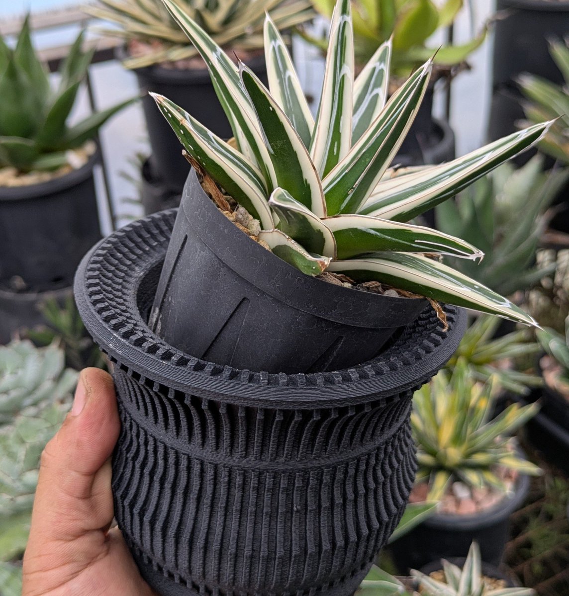 ROUKAplants's tweet photo. On the Plants 【10/3(土),4(日) 福岡】に向けて新作の鉢を制作中💪 インナーにカネヤのスリットポット使う設計なので「育成するならシンプルプラ鉢だけどたまには飾りたい」とか、「今は植え替えたくないけど気分で鉢をかえたい」とか「植え替えやすい鉢が良い」とかそんな趣味家目線の鉢です！ https://t.co/iRq7F9DFF9