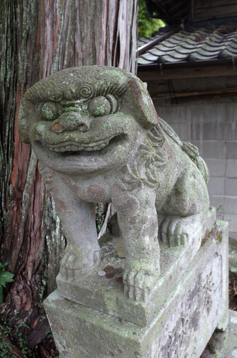 endo_hiro4's tweet photo. トックリバチの巣が狛犬の鼻の穴にジャストサイズだったのでご報告しておきます。
狛犬は鼻詰まりで苦しそうです。 https://t.co/ZXtPVoDtpD