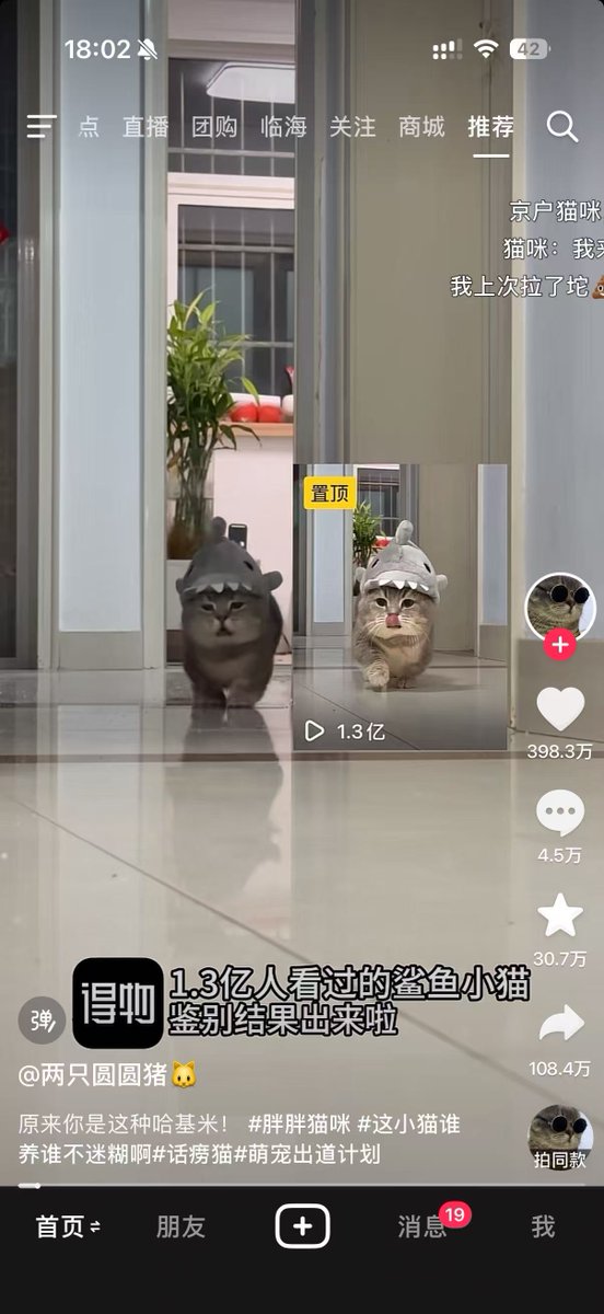 batman66888's tweet photo. 超火1.3亿播放的鲨鱼猫，这个比以前sol的shark cat 还要火。
它的名字叫圆圆，因为圆滚滚的样子而出名，总浏览量破了十亿。

https://t.co/2iVeCkyseF https://t.co/6yXjwZWbuo