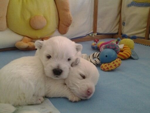 cutestpuppyy's tweet photo. Together https://t.co/HomgrrVtAh