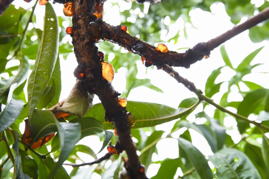 DiscoverHuishan's tweet photo. After the peach season, the orchards in Huishan district, Wuxi, offer an autumn treasure: peach gum. 
Hand-trimmed and sun-dried into amber-like pieces, it's used in herbal remedies and creative treats like stews, milk tea, and ice cream. 🍲 https://t.co/EQV7bbLltf