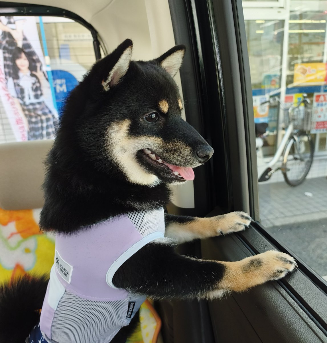 Mintriel_siba's tweet photo. お外、気になるね🐾
#豆柴 #柴犬 #いぬのきもち #犬のいる暮らし #puppy #shibainu https://t.co/hHcHmpjRDZ