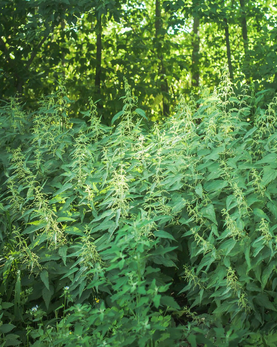 NHM_London's tweet photo. Despite their bad reputation, nettles can be beneficial to our health! When prepared properly, they can be turned into tea, pesto and even baked into cakes. 🍰

They’re also crucial for biodiversity, providing food for a variety of pollinators, including butterflies. 🦋 https://t.co/0PSo6qlTzu