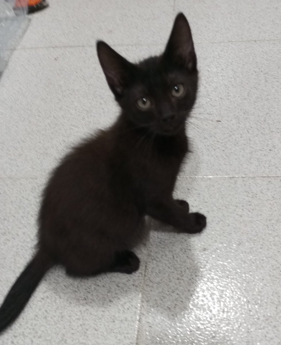 judywhitee's tweet photo. EN ADOPCIÓN MADRID!!! 
Estos gatitos buscan hogar, si estas interesado contacta conmigo y si sabeis de alguien que los quiera compartelo. MAXIMA DIFUSIÓN 🙏🏻🩷 #gatos #adopta https://t.co/pIbAWDVmzi