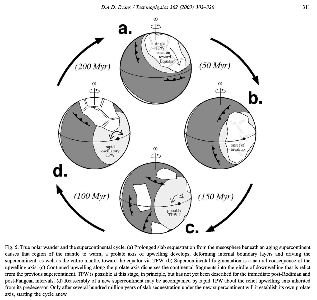 nobulart's tweet photo. David Evans (2001) presented a general model for true polar wander in the context of supercontinents and mantle convection. The core idea is that old supercontinents shield their underlying mesosphere from subduction cooling, establishing a prolate axis of mantle upwelling complementary to the encircling downwelling girdle. The upwelling axis is rotationally unstable; TPW drives it to the equator, and the supercontinent fragments. The cycle repeats every ~500 Myr as the successor supercontinent inherits the geodynamic legacy.

Evans ties this to the paleomagnetic record. Laurentia's oscillatory paleolatitude shifts (1.2–0.9 Ga) are interpreted as rapid TPW within the relict subduction girdle from Nuna. Gondwana's assembly shows the same oscillatory signal. By 800 Ma, mature Rodinia stabilised its equatorial position and disaggregated shortly after. The model also predicts little substantial TPW since Pangea's breakup, possibly because the Tethys–Indian Ocean system has stabilised the rotation axis.

Evans, D.A.D. (2003) "True polar wander and supercontinents." Tectonophysics, 362(1–4):303–320. https://t.co/Aul9trBtVH