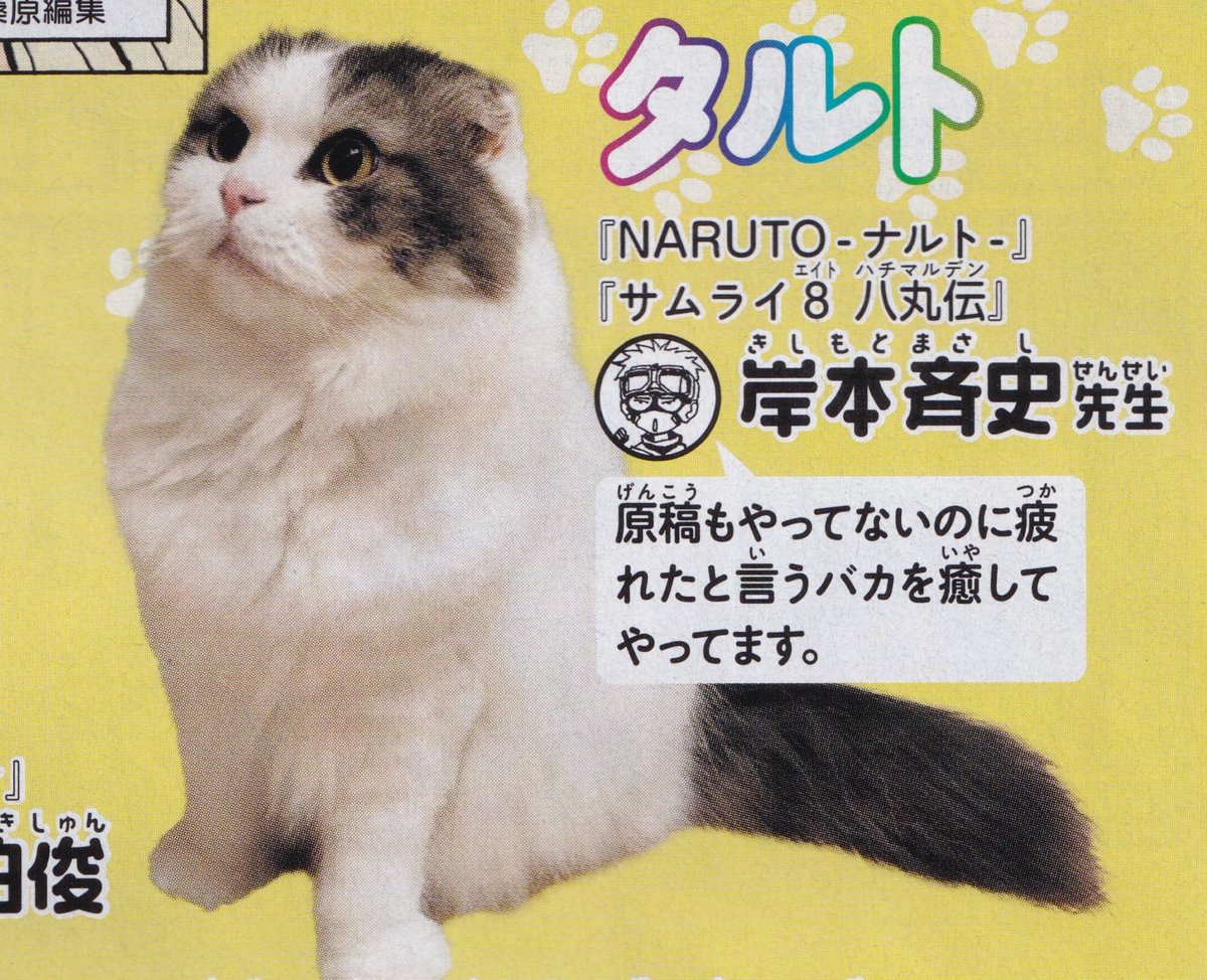 portalborutobr's tweet photo. O gato de Masashi Kishimoto, criador de NARUTO e BORUTO, se chama Taruto. https://t.co/XjfOiuJNY4