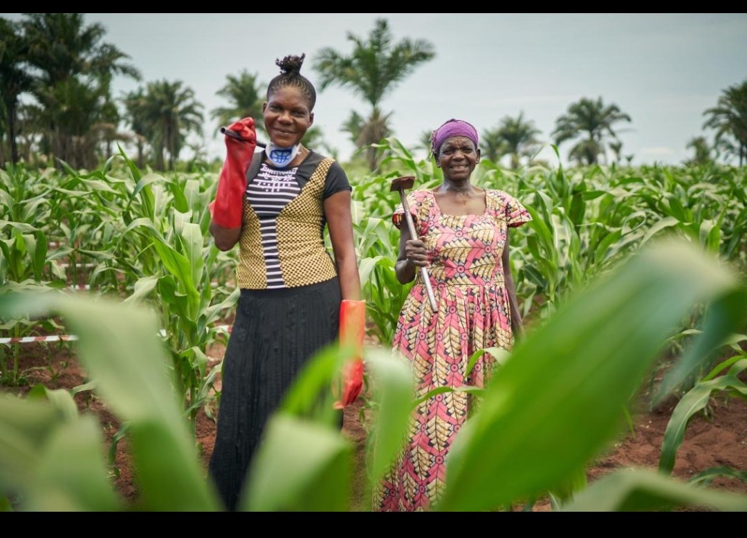 NtenguM's tweet photo. Signal stratégique du jour : Le maïs à Mbuji-Mayi mérite un véritable projet entrepreneurial
Une hausse d'environ 67 % en peu de temps n'est pas seulement une mauvaise nouvelle : c'est le marché qui indique qu'un problème existe quelque part entre production, transport, stockage et distribution. 
Or, le Grand Kasaï réfléchit justement à un développement intégré où électricité → agriculture → industrie → routes → marchés → emplois doivent fonctionner ensemble. Cette logique a encore été présentée publiquement à Mbuji-Mayi fin août. 
Une piste très concrète serait donc de bâtir un modèle économique autour d'un réseau d'approvisionnement en maïs du Kasaï : contrats avec producteurs → centres de collecte → stockage → transport régulier → minoterie → vente aux ménages, restaurants, boulangeries et éleveurs.
C'est le genre de projet où l'entrepreneur ne se contente plus de vendre un produit : il résout une défaillance de maïs.

Quand le prix d'un produit essentiel explose, l'entrepreneur cherche d'abord où la chaîne est cassée. C'est souvent là que se trouve l'opportunité.

Martin Ntengu