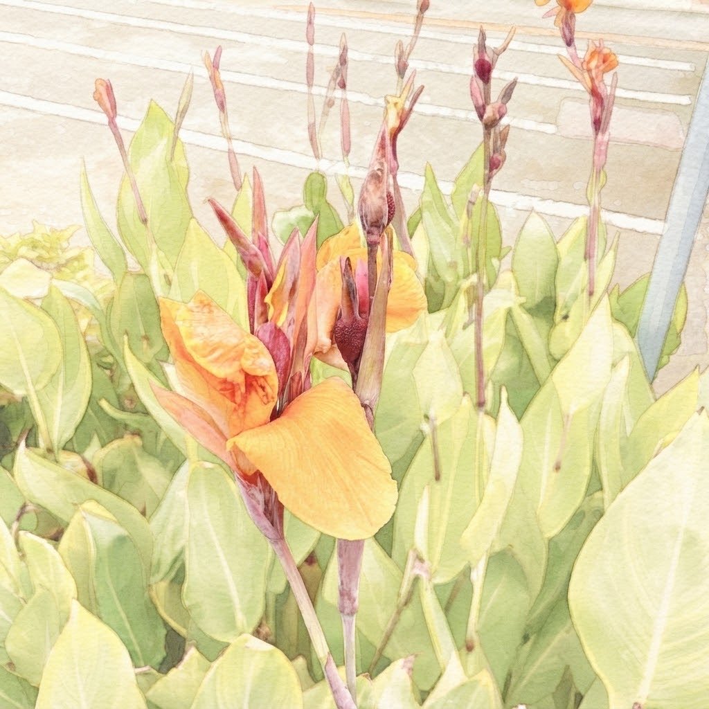 MakiHisa888's tweet photo. カンナ花
群生咲の
迫力に
フラミンゴの群🦩
頭に浮かぶ🦩

#地球de短歌 #短歌 #Waka #tanka
#AIart️️️️️️️️️️️️️️️️️️️️️️️️️️️️️️️️️️️️️️️️️️️️️️️️️️️work #Genini #Geniniart 
#Pronptartwork #Pronptart
#PlantsArt #PlantsPlanet https://t.co/8NiUq4P39v