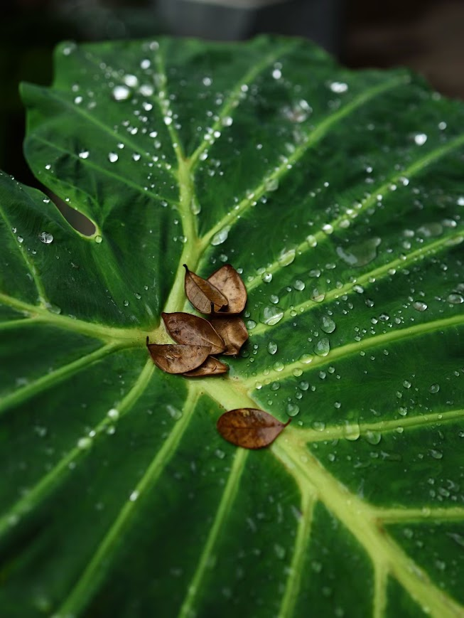 jjmmli's tweet photo. Let’s see your leaf photography.
Show me how sunlight and seasons whisper through your lens. https://t.co/PnHIMvWvHF