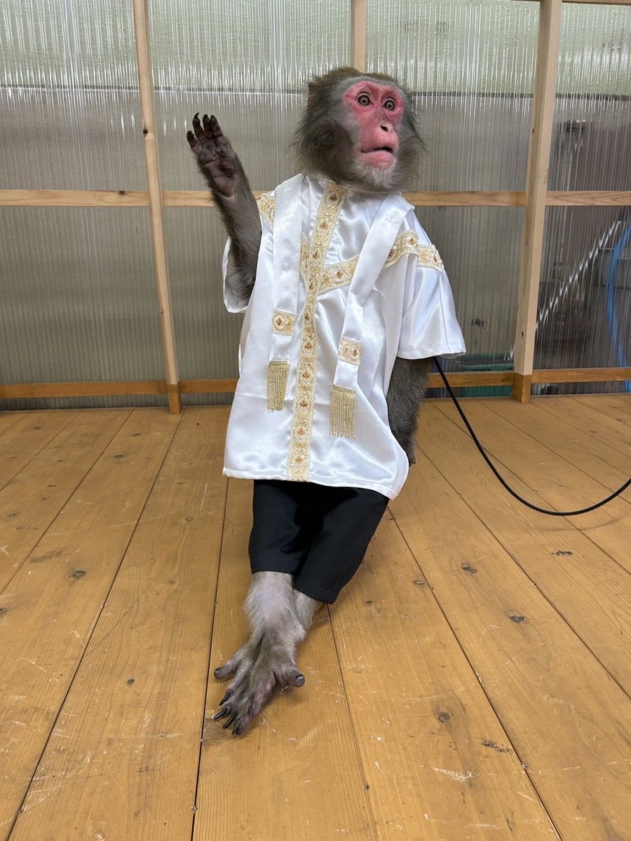nisukekikaku's tweet photo. 🔥猿まわし大祭典🔥

大盛況で終わった大祭典。
協賛企業様のお力添えもあり大大大成功となりました🌟
猿まわし業界にとって、大きな刺激となった2日間でした🔥

ご来場そして応援して下さった皆様、本当にありがとうございました！
今後とも応援よろしくお願い致します🙇‍♂️

#ドコモの銀行 https://t.co/wS5XUWxgIt