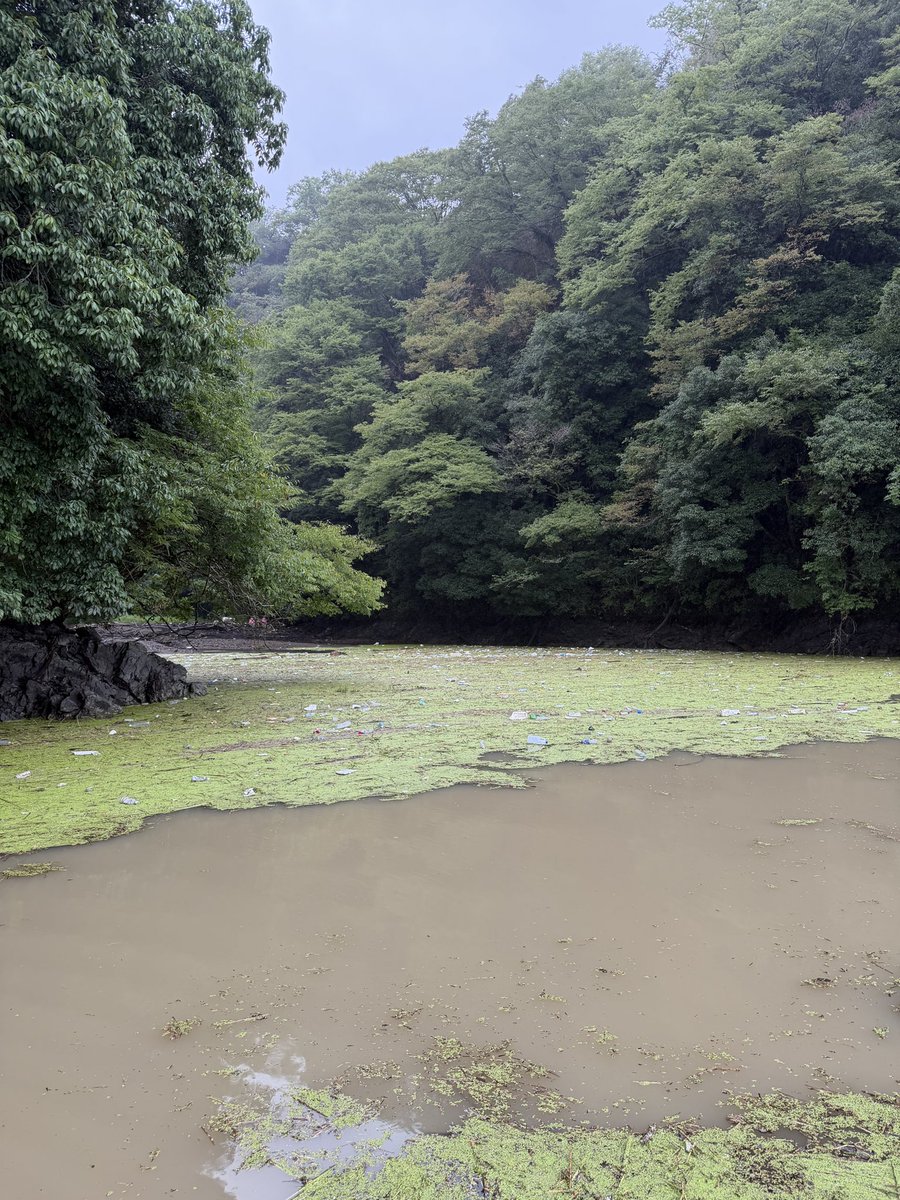 dorimogu39's tweet photo. 【本日9/10の相模湖】
ノーバイトの完全デコ…
本湖全域カフェオレ
北岸はゴミとアオヤロウが密集
水温は本湖で19℃、少し上流で17℃
水位も1m以上下がり
とりあえず巻き多めでやってはみたものの全くの無に終わる
子バスすら釣れなくなってしまった相模湖 https://t.co/3K0B5mLKRc