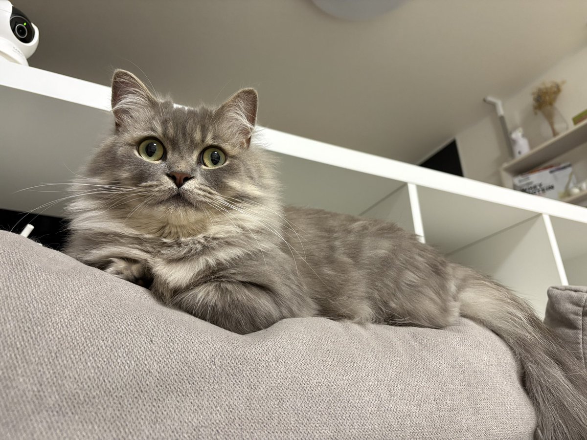 violet_ragdoll's tweet photo. おやつ欲しさに飼い主の指に穴を開けた猫がこちら。素知らぬ顔はやめなさーい！

🐱 もっと おやつ 食べたい！ https://t.co/QtGOQXEVeV