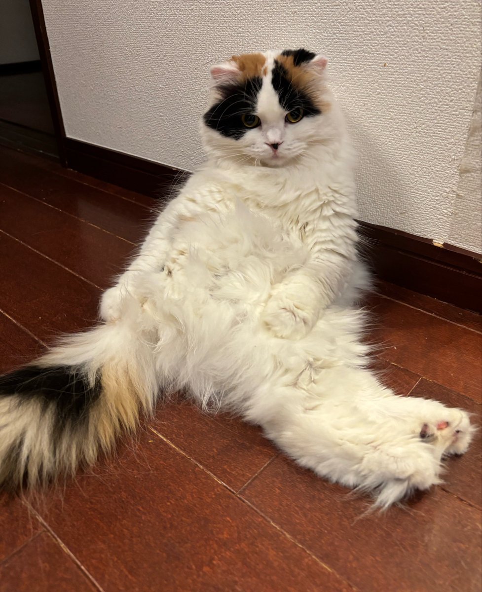 fukuroupiyopiyo's tweet photo. 変な座り方やめてッ https://t.co/a0s8igjm9I